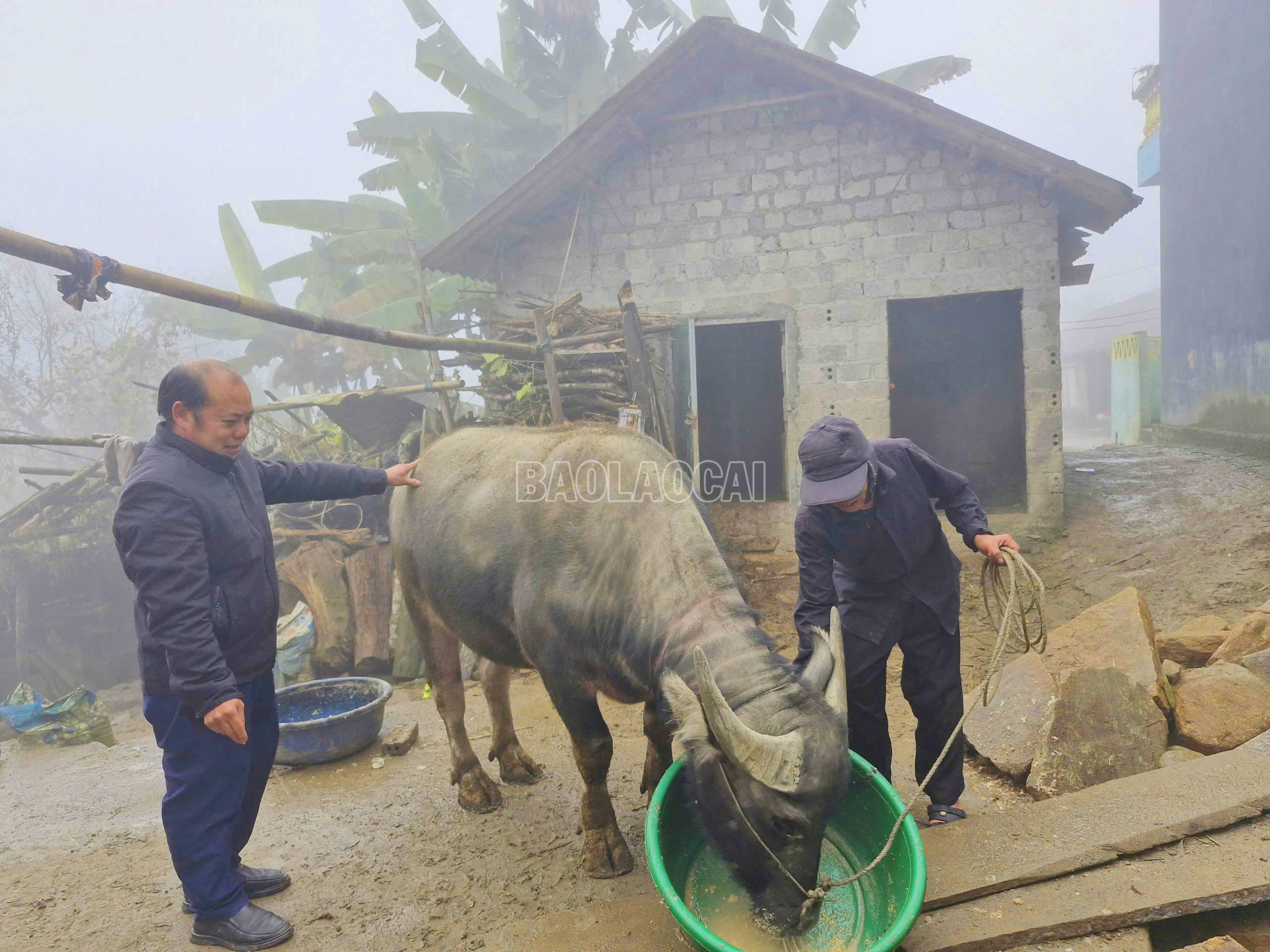 Cán bộ xã Y Tý xuống thôn kiểm tra, thăm nắm công tác phòng, chống rét cho trâu, bò trong mùa đông. (Ảnh Báo Lào Cai)