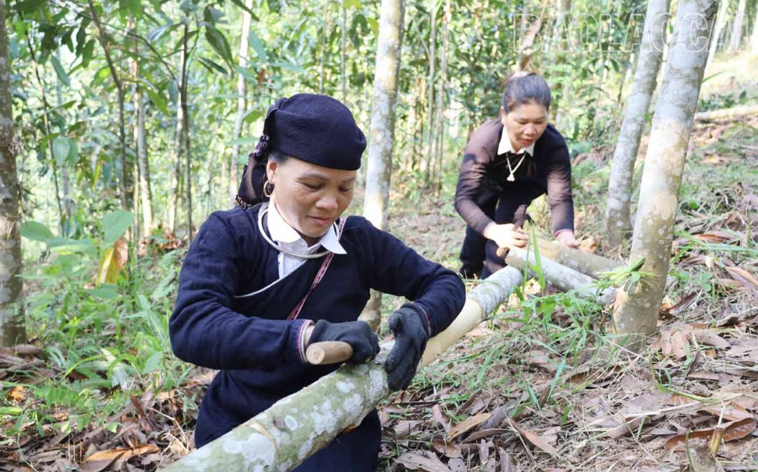 Nông dân huyện Bắc Hà thu hoạch quế. Ảnh: Kim Thoa (Báo Lào Cai)