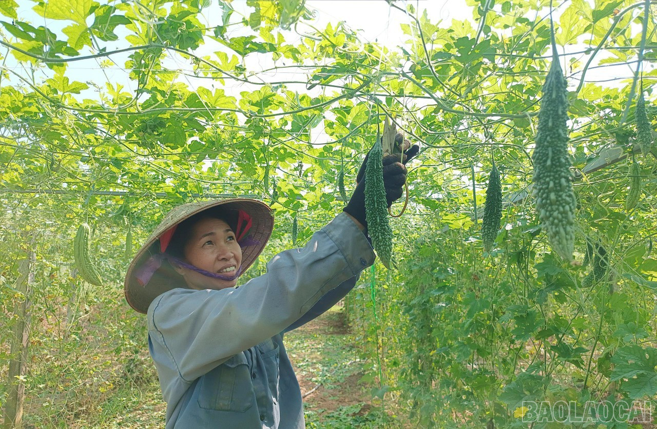 Năm 2024, giá trị sản phẩm/1 ha canh tác đạt 98 triệu đồng. (Ảnh Báo Lào Cai)