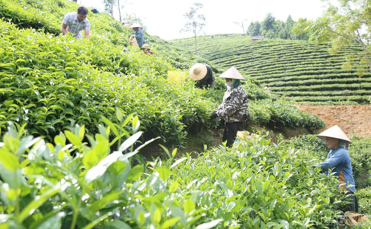 Chè là cây trồng chủ lực mang lại nguồn thu ổn định cho người nông dân. (Ảnh Báo Lào Cai)