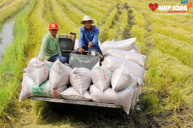 Xuất khẩu gạo của Việt Nam được dự báo đạt 7,5 triệu tấn trong năm nay, giảm so với mức kỷ lục 9,04 triệu tấn vào năm ngoái