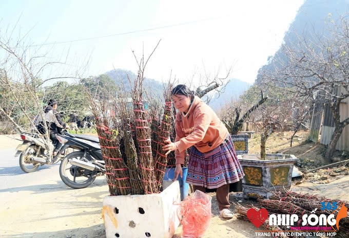 Những cành hoa đào, mơ, mận được đồng bào dân tộc Mông trên địa bàn xã Lóng Luông cắt tỉa, buộc thành từng bó nhỏ để cung cấp cho thương lái.