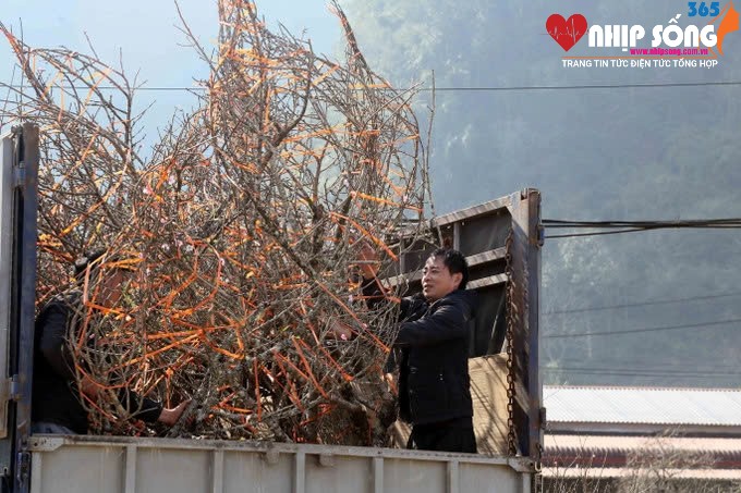 Thương lái của tỉnh Thanh Hóa thu mua cành đào của Nhân dân tại khu vực xã Lóng Luông, huyện Vân Hồ. 