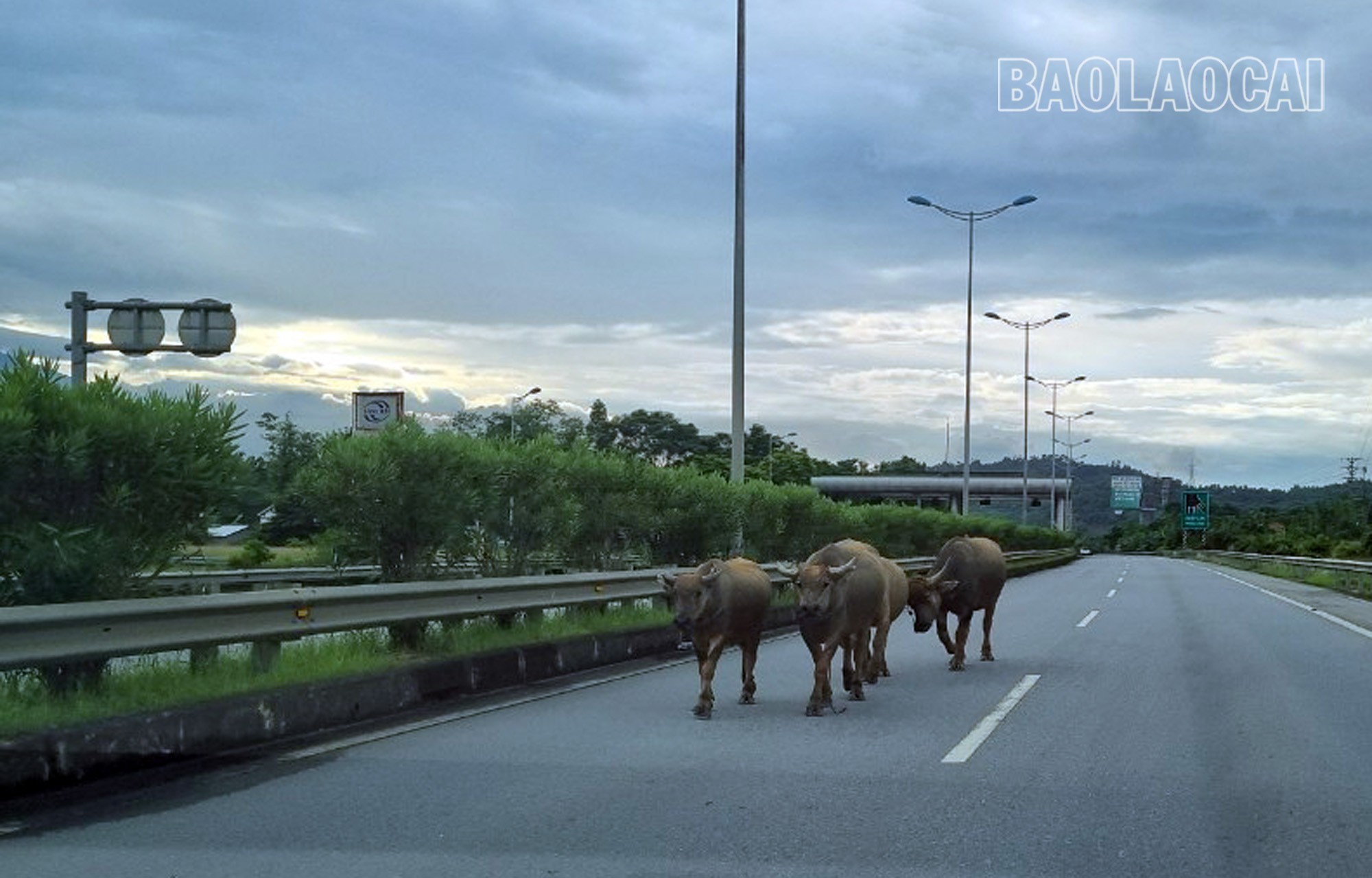 Dẫn dắt vật nuôi, kéo vật nuôi vào đường cao tốc (Ảnh Báo Lào Cai )