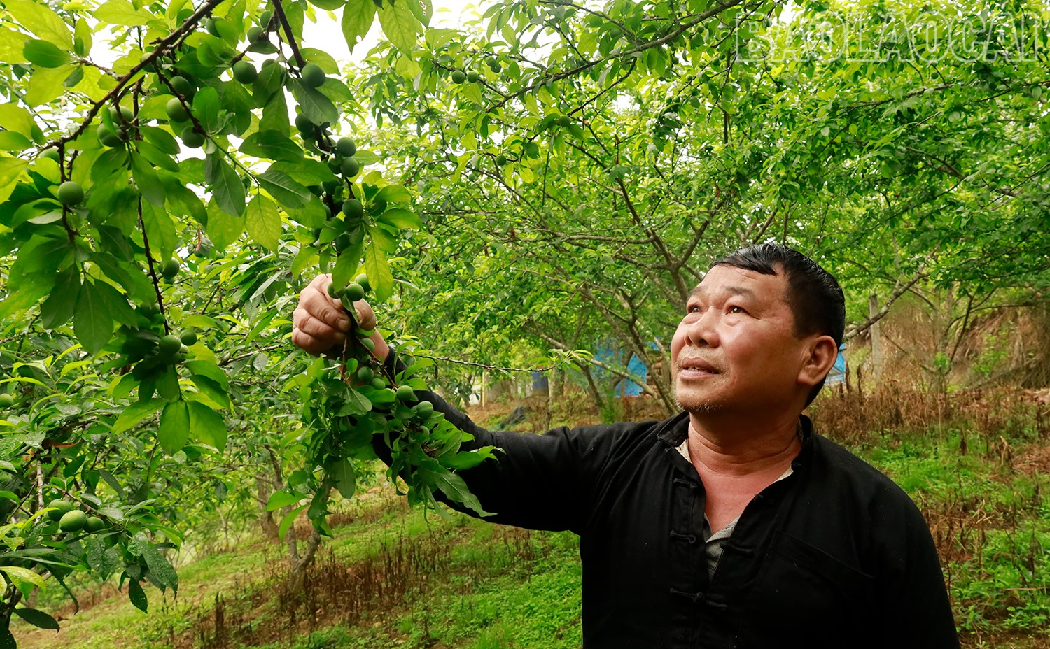 Ông Lù A Dào ở thôn Sín Chải, xã Na Hối chăm sóc mận Tả Van chín sớm (Ảnh Báo Lào Cai)