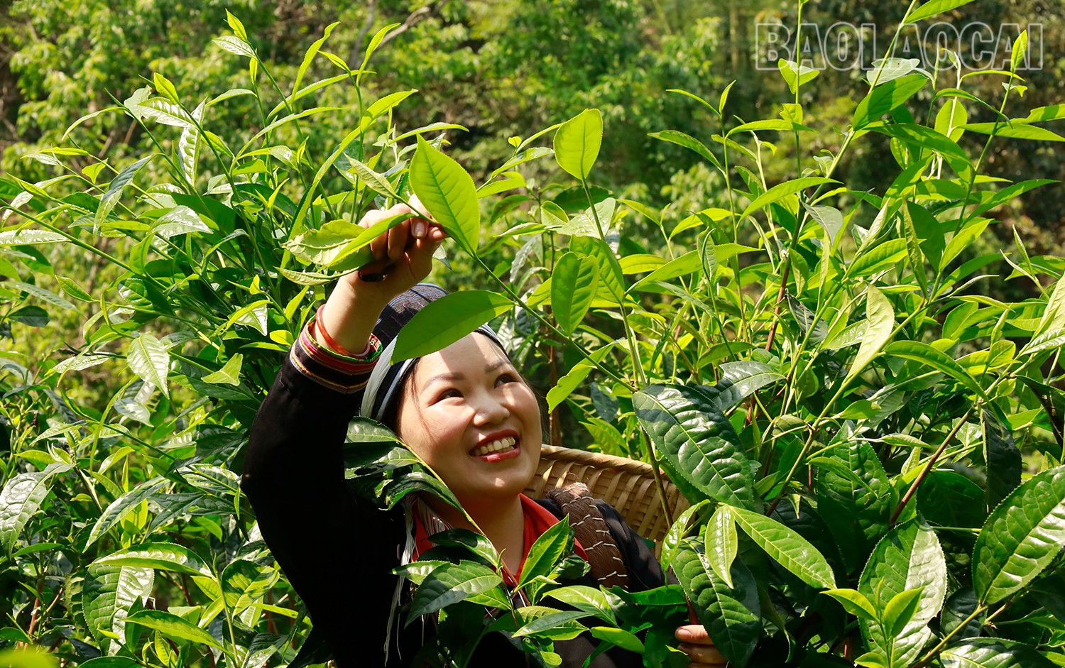 Duy trì và phát triển vùng trồng chè cổ thụ giúp nông dân huyện Bắc Hà có thu nhập khá (Ảnh Báo Lào Cai)