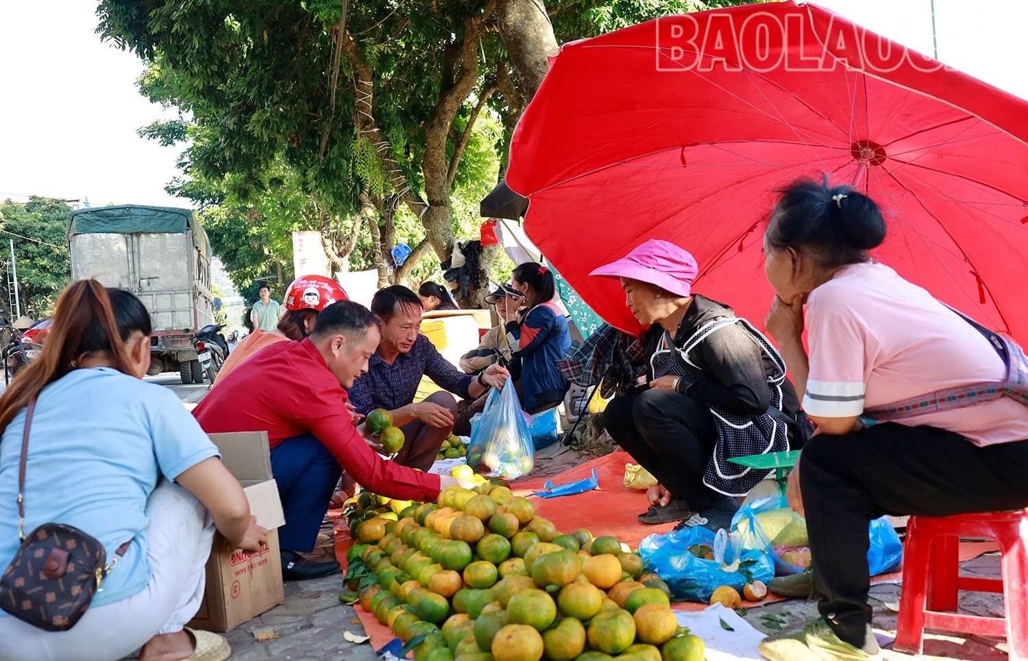 Quýt Mường Khương được thị trường ưa chuộng. (Ảnh Báo Lào Cai)