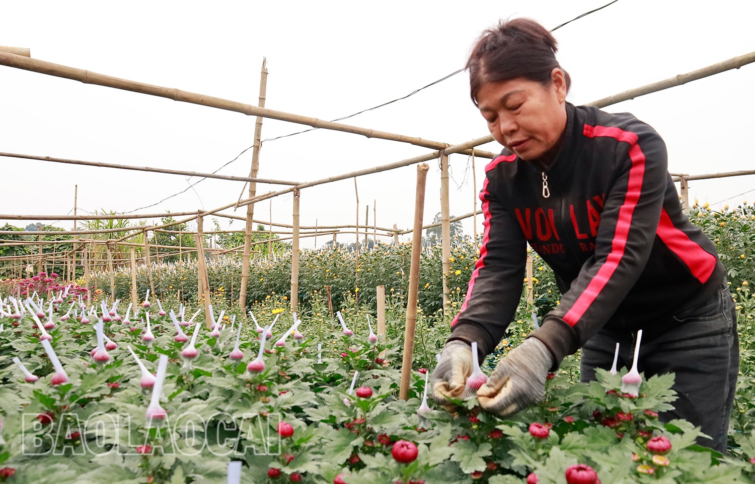 Bà Chung cẩn thận bọc từng bông hoa để đảm bảo chất lượng trước khi bán ra thị trường. (Ảnh Báo Lào Cai)