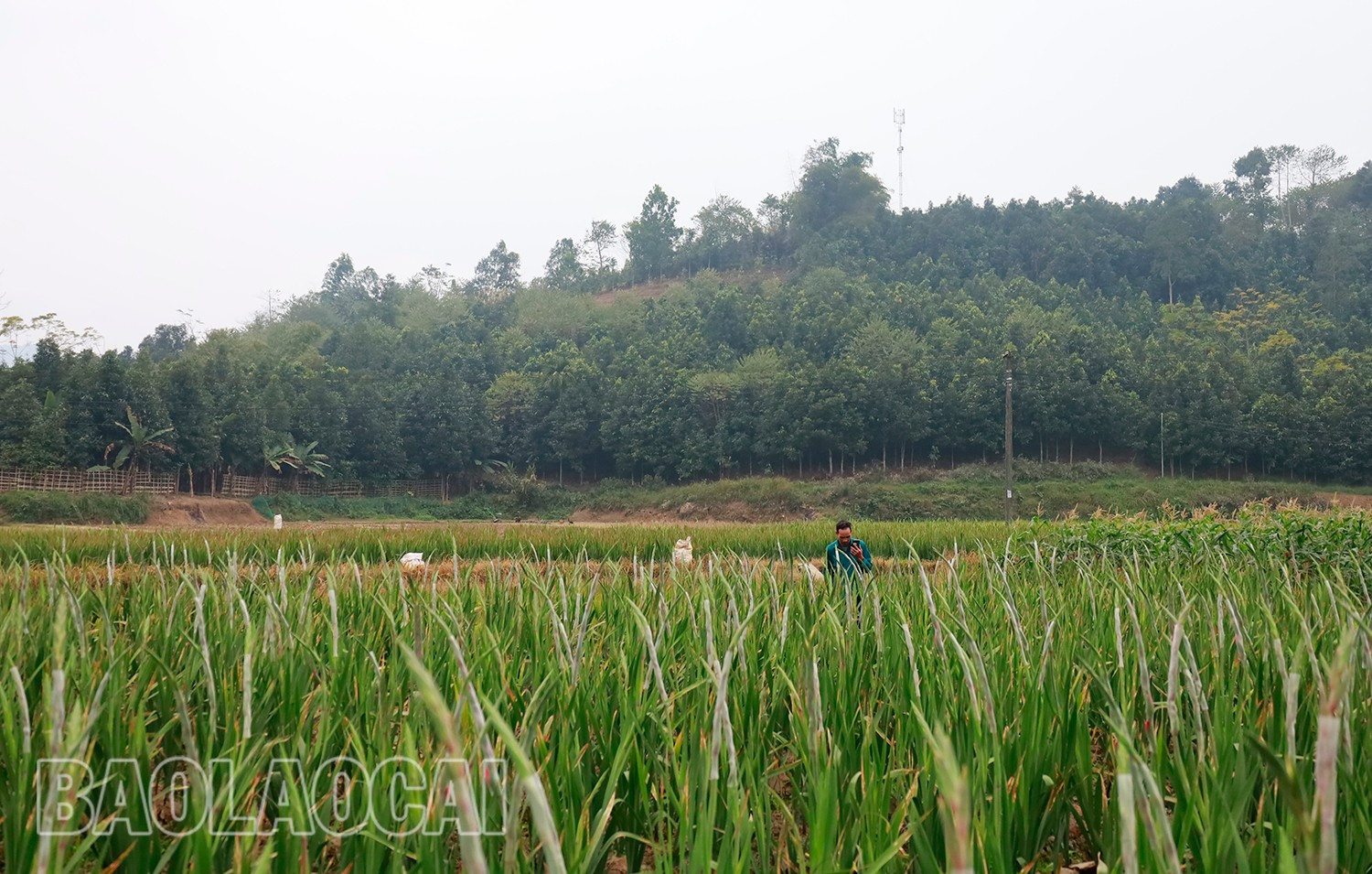 Cánh đồng hoa lay ơn ở xã Thái Niên, huyện Bảo Thắng đã sẵn sàng phục vụ người chơi hoa dịp cận Tết. (Ảnh Báo Lào Cai)