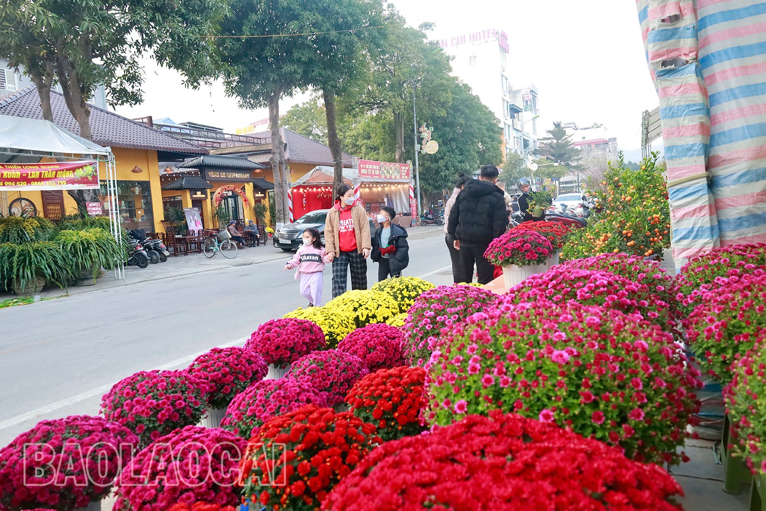 Nhiều loại hoa phục vụ Tết đã được tiểu thương đưa về chợ hoa xuân thành phố Lào Cai. (Ảnh Báo Lào Cai)