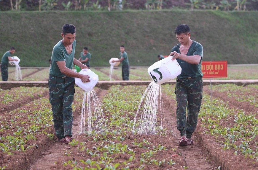 Trung sĩ Sùng A Súa (bên phải) chăm sóc vườn rau tăng gia với các chiến sĩ trong tiểu đội (Ảnh Báo Lào Cai)