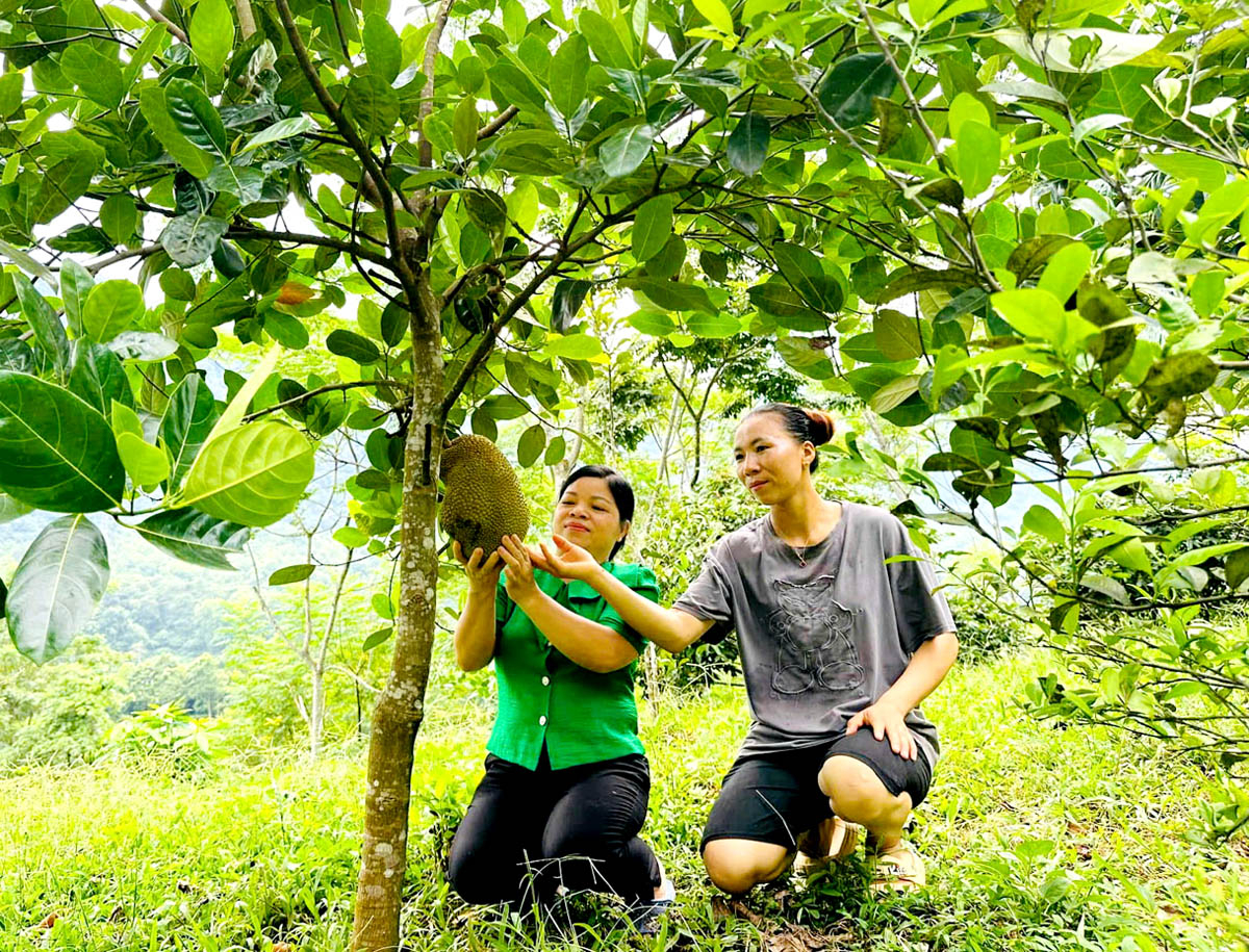 Chị Phàn Thị Dung (áo ghi), thôn Nà Sát, xã Thanh Thủy vượt khó làm giàu với việc trồng cây ăn quả.