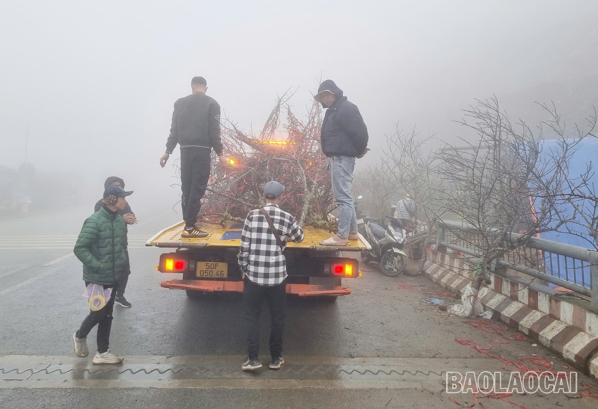 Đào Sa Pa được thương lái thu mua chở về các tỉnh xa (Ảnh Báo Lào Cai)