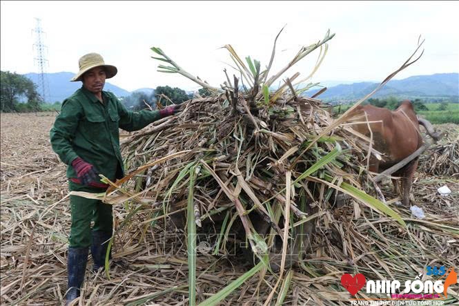 Anh Y Lực (xã Suối Bạc, huyện Sơn Hòa) vui mừng vì giá thu mía tăng so với năm trước.