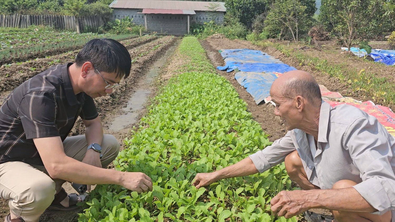 Những cánh đồng rau màu đã dần hồi sinh sau mưa lũ