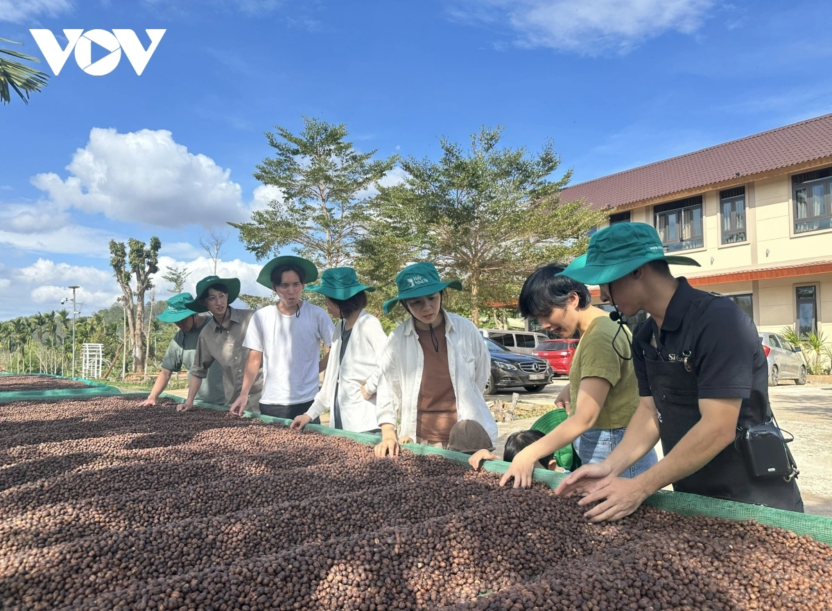 Du khách tìm hiểu một trong nhiều công đoạn trong chuỗi hành trình “từ nông trại đến ly cà phê”. (Ảnh VOV)