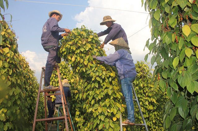 Giá tiêu hôm nay 19/2/2025 ghi nhận tại Đắk Nông tăng 500 đồng/kg so với hôm qua. Hiện, giá tiêu trong nước nằm ở mức 160,000 - 162,500 đồng/kg.