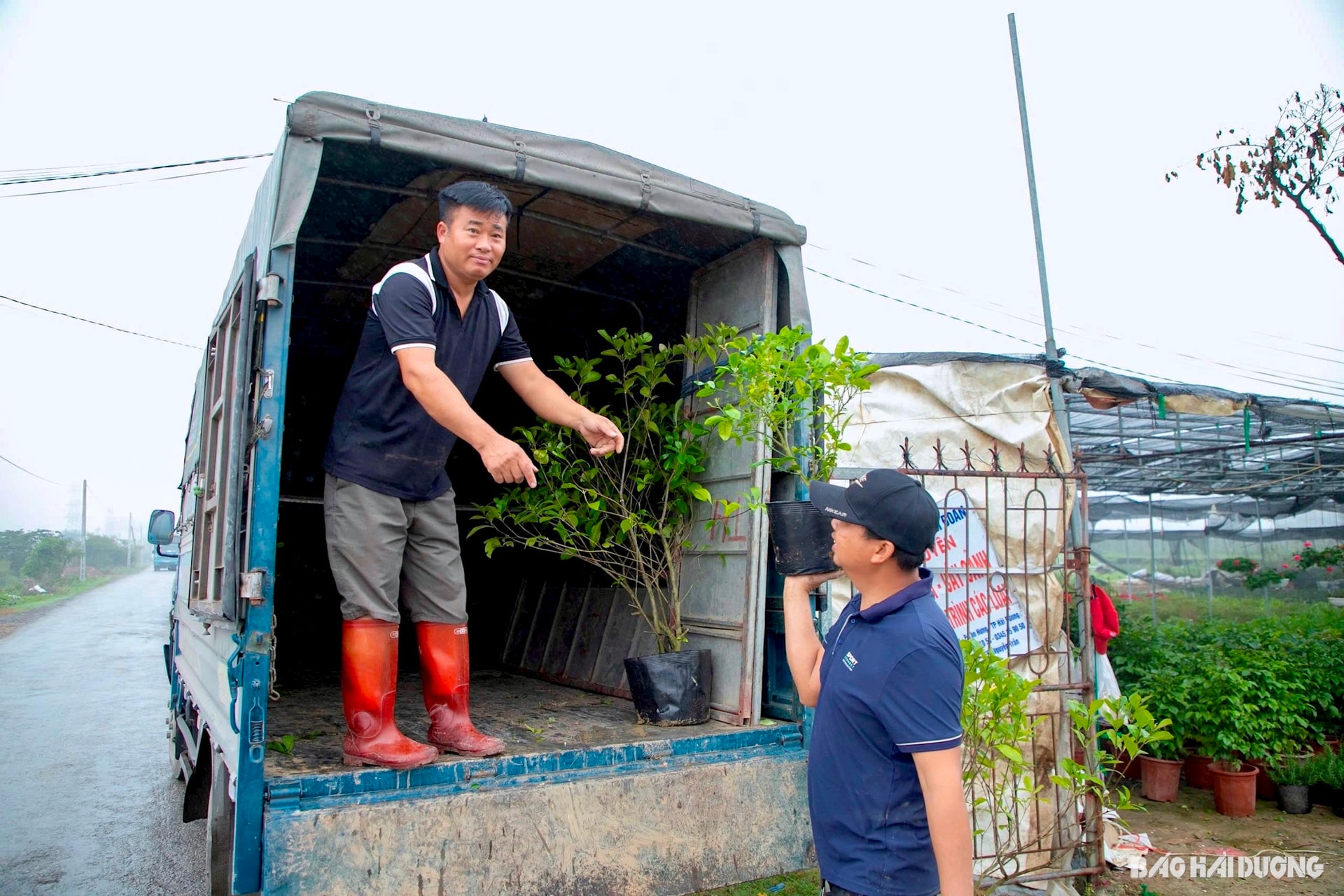 Cùng với hoa cẩm tú cầu, các nhà vườn ở phường Tân Hưng cũng đang tất bật bán các giống hoa, cây ăn quả, ăn lá. Ảnh Báo Hải Dương