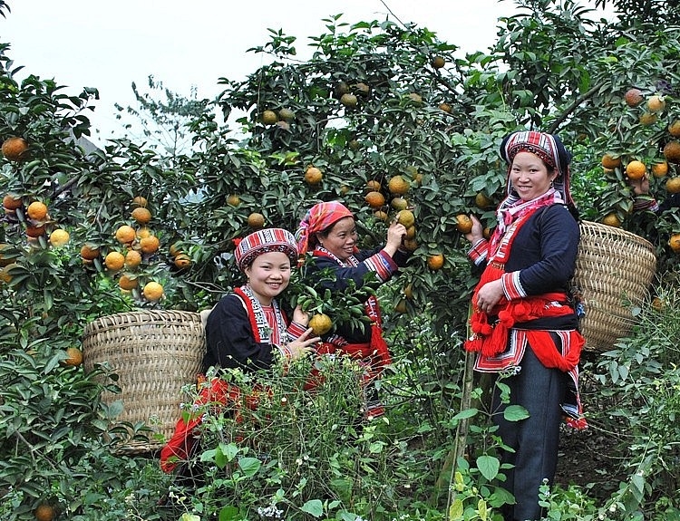 Chương trình MTQG 1719: Bước đột phá nâng cao đời sống đồng bào dân tộc thiểu số Hà Giang 5 Chính sách dân tộc gắn liền với phát triển kinh tế - xã hội vùng đồng bào DTTS và miền núi tỉnh Hà Giang đã mang lại những kết quả tích cực cho người dân (Ảnh minh họa).