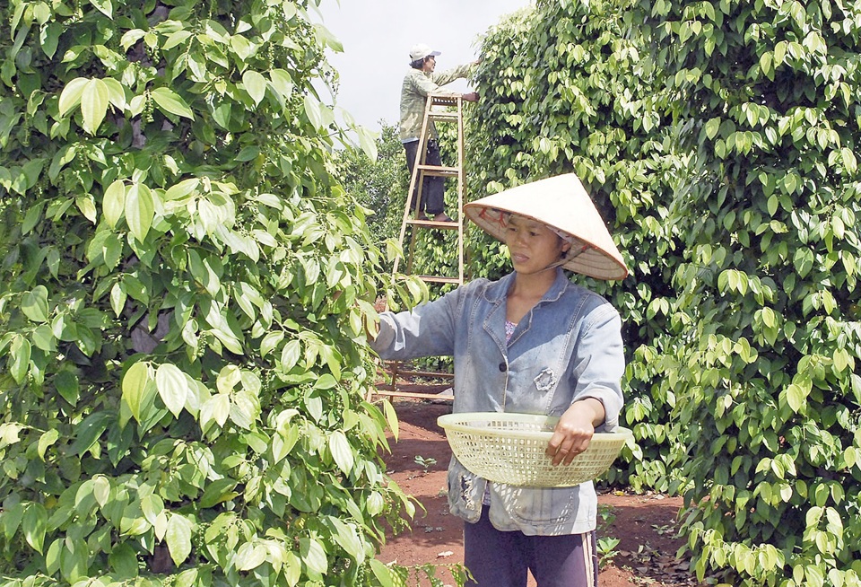 Giá tiêu hôm nay 17/3/2025: hạt tiêu Việt khẳng định vị thế nhờ 3 nguyên nhân