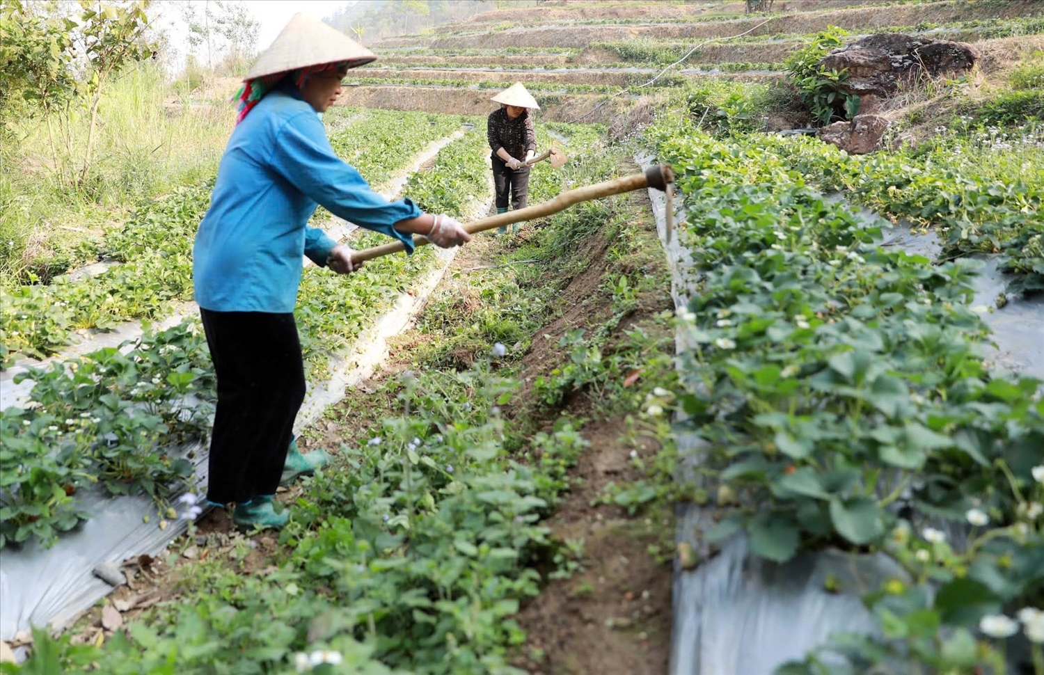 Bứt phá trên vùng đất khó: Thanh niên Than Uyên làm giàu từ những mô hình kinh tế hiệu quả 4 Cây dâu tây và các cây trồng có giá trị kinh tế cao đang dần thay thế những cây trồng truyền thống như ngô, lúa - Ảnh Báo Dân Tộc
