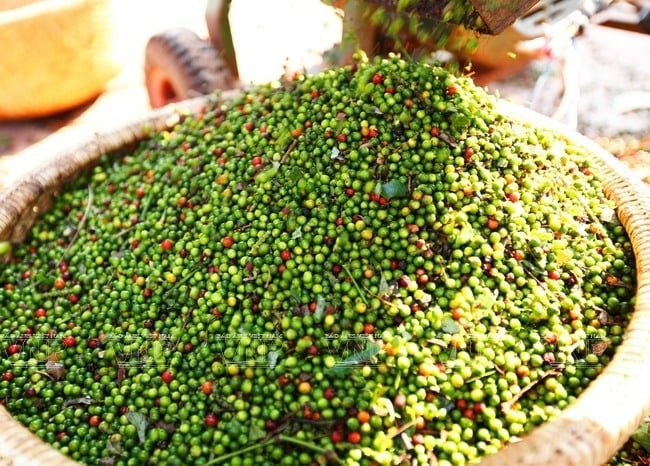 Giá tiêu hôm nay 13/4/2025: tăng 3 ngày liên tiếp, kỳ vọng lấy lại mốc 160.000 đồng/kg