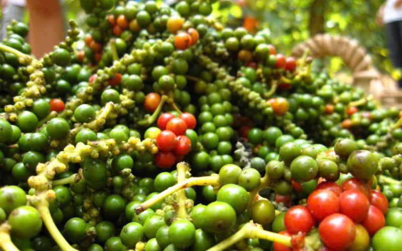 Gia tieu trong nuoc 5676