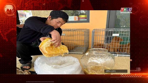 Mot nguoi dan Sa Pa san duoc to ong nang hon 100 kg tren vach da cao ban duoc hon 50 trieu dong