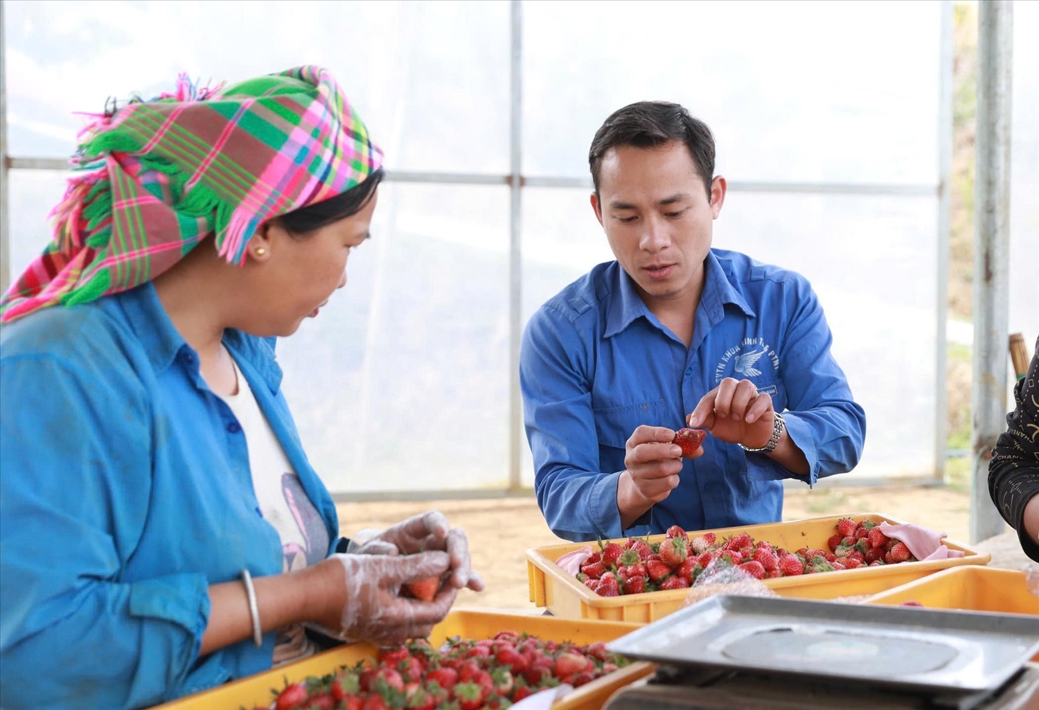 Bứt phá trên vùng đất khó: Thanh niên Than Uyên làm giàu từ những mô hình kinh tế hiệu quả 6 Không chỉ làm giàu cho bản thân, anh Vượng còn chủ động tư vấn hướng dẫn cho bà con Nhân dân trong bản, trong xã học tập làm theo từng bước vươn lên xóa đói giảm nghèo - Ảnh Báo Dân Tộc