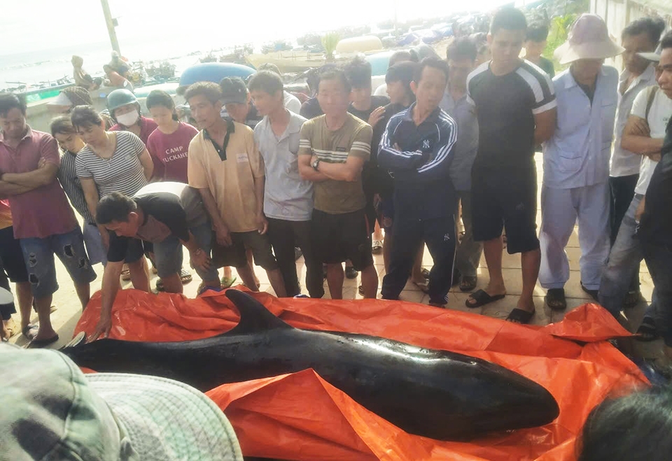 Ca voi luy bo tai xom Hai Hoa thon Thanh Thuy xa Binh Hai huyen Binh Son