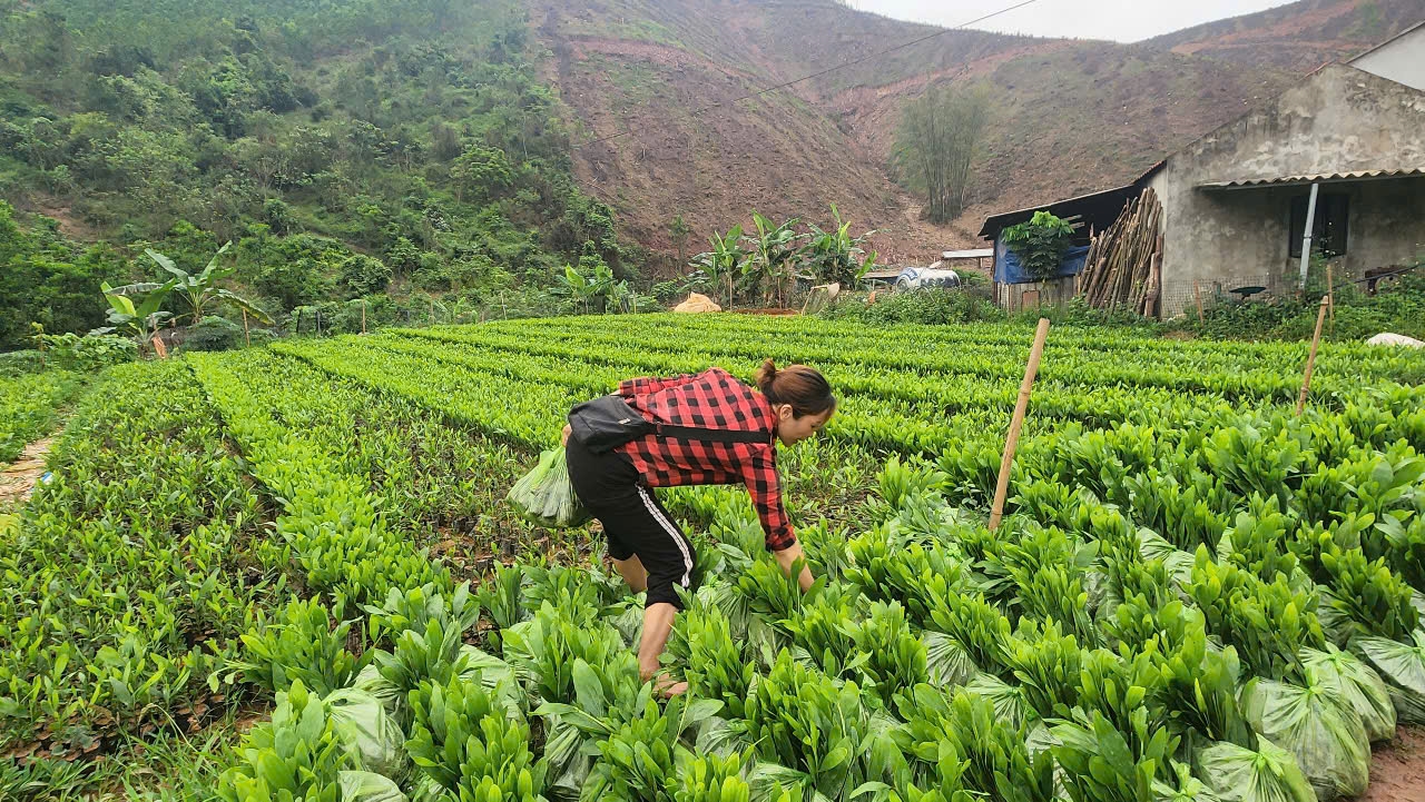 Chị Tằng A Múi cho biết nhiều loại giống còn phải nhập từ nơi khác về nên chi phí càng tăng cao