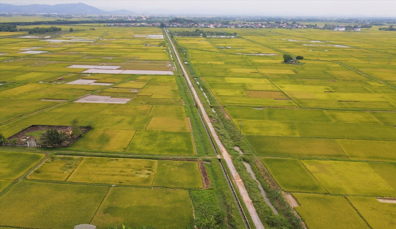Tìm nguyên nhân hàng ngàn ha lúa Xuân 2025 ở Nghệ An “mất trắng” 1 Hàng ngàn ha lúa Xuân 2025 ở Nghệ An có nguy cơ mất trắng