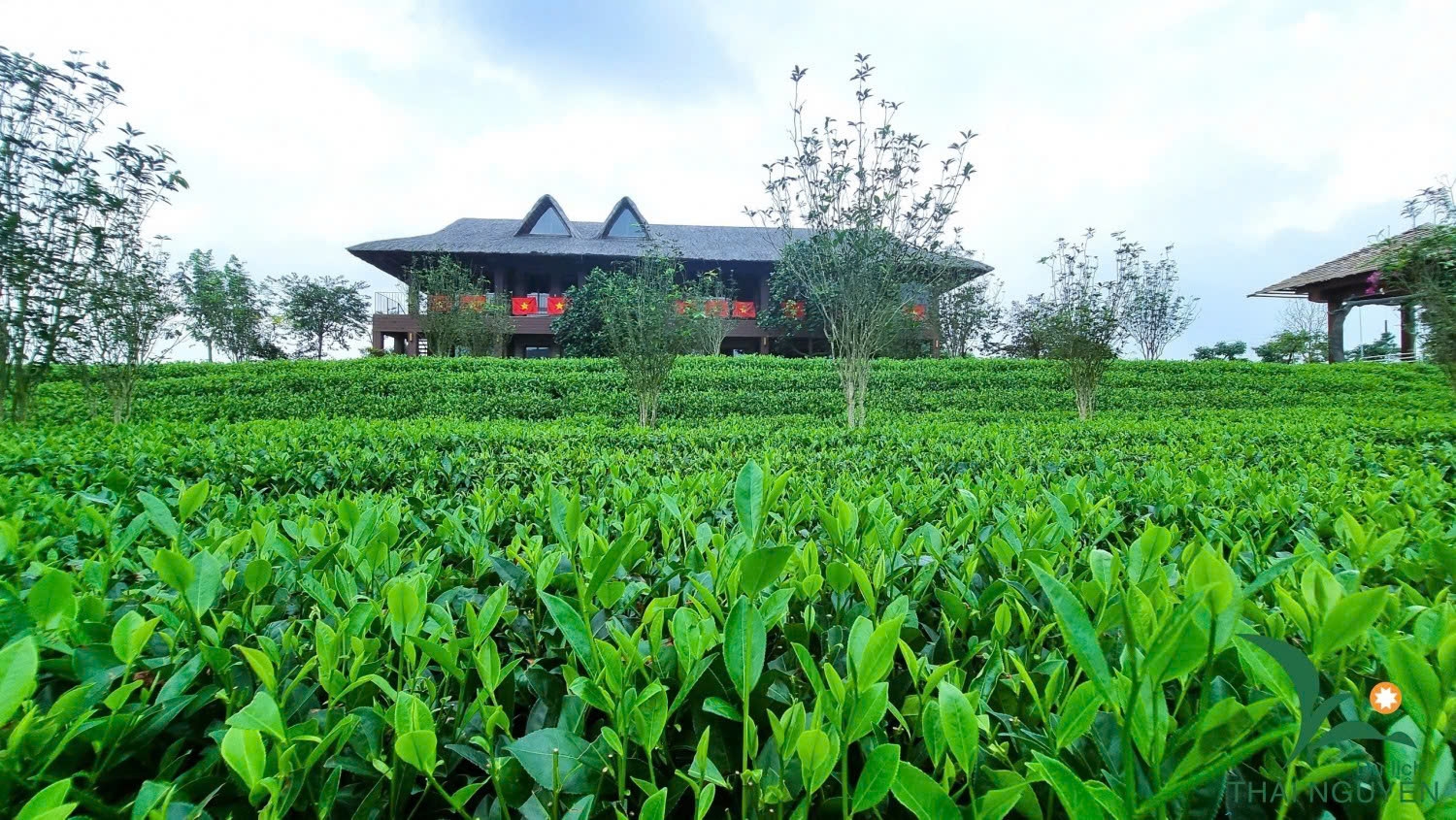 Không gian thưởng trà, ngắm cảnh và trải nghiệm các công đoạn chế biến trà với mục tiêu lan tỏa giá trị văn hóa truyền thống và thúc đẩy du lịch bền vững
