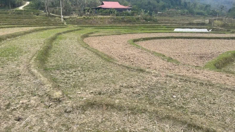 Bắc Kạn bị ảnh hưởng do hạn hán kéo dài hàng trăm ha cây trồng nguy cơ mất trắng 1 Một cánh đồng khô hạn vì thiếu nước ở huyện Na Rì. (Ảnh: Tuấn Sơn)