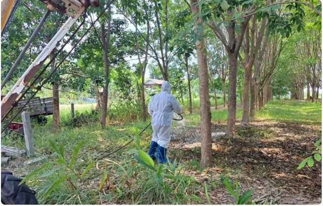 Thái Lan ghi nhận ca tử vong đầu tiên vì bệnh than sau ba thập niên, cảnh báo nguy cơ lây lan 1 Một nhân viên của Cơ quan Phát triển Chăn nuôi Thái Lan khử trùng một địa điểm giết mổ gia súc tại làng Khok Sawang thuộc huyện Don Tan, tỉnh Mukdahan