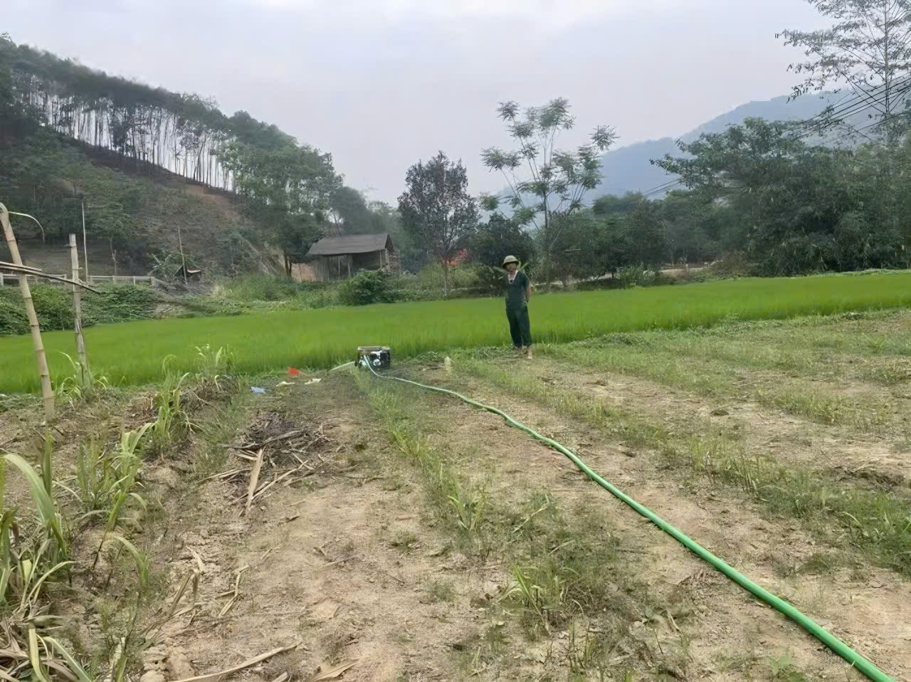Bắc Kạn bị ảnh hưởng do hạn hán kéo dài hàng trăm ha cây trồng nguy cơ mất trắng 3 Một số hộ dân chủ động dùng máy bơm cỡ nhỏ cấp nước cho cây lúa. Ảnh: VOV
