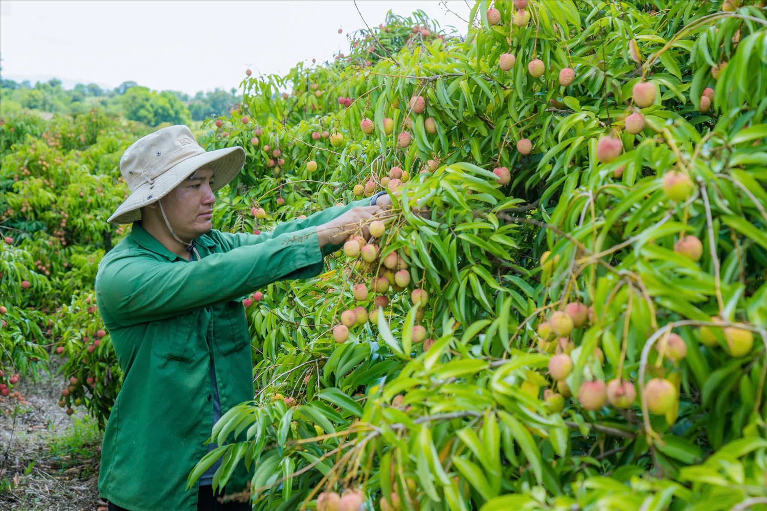 Mùa vải ngọt giúp nông dân Đắk Lắk thu tiền tỷ 2 Mùa vải ở Đắk Lắk thường chín sớm hơn 1 tháng so với các tỉnh khác