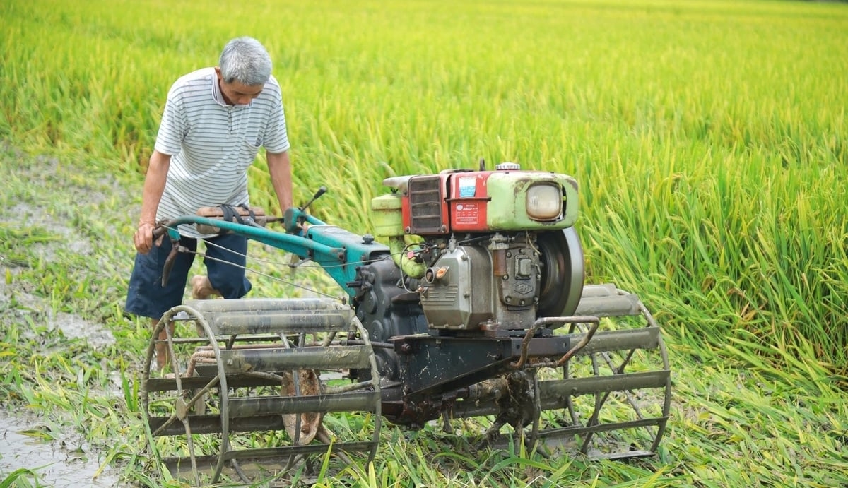 Tìm nguyên nhân hàng ngàn ha lúa Xuân 2025 ở Nghệ An “mất trắng” 3 Ông Nguyễn Đình Chữ ở xã Đồng Thành, huyện Yên Thành chán nản cày thửa ruộng bị lép hạt để sản xuất vụ mới