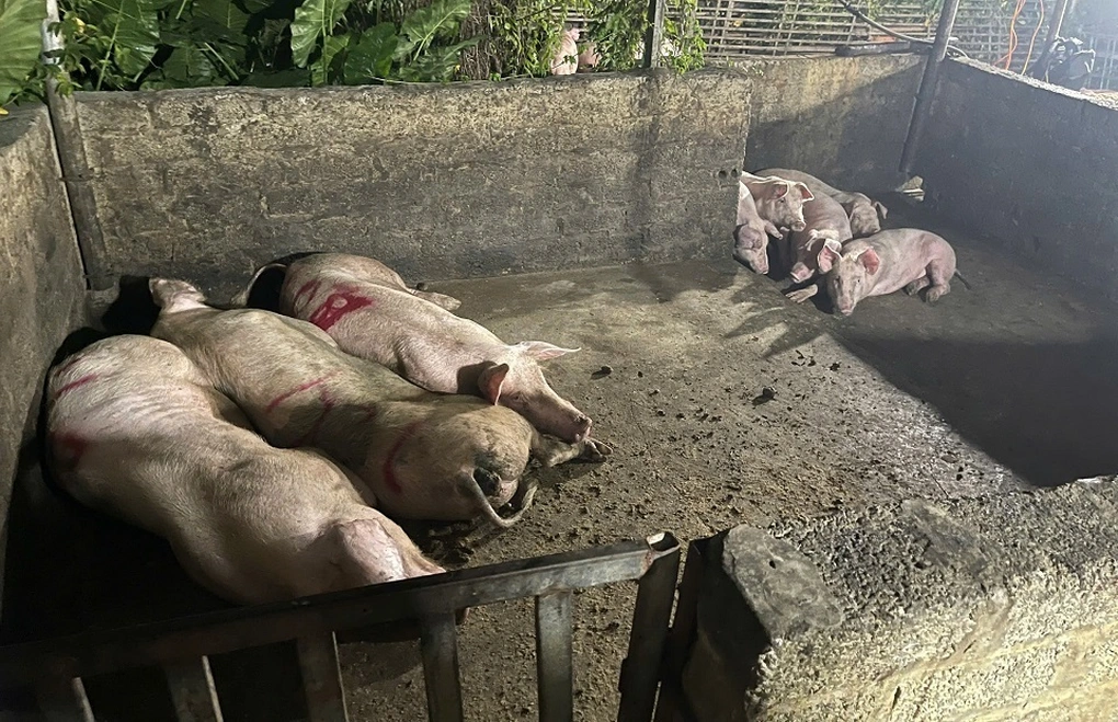 Số lợn và thịt lợn dương tính với virus dịch tả lợn châu Phi tại cơ sở giết mổ lợn của hộ gia đình ông Nguyễn Tiến Mạnh 