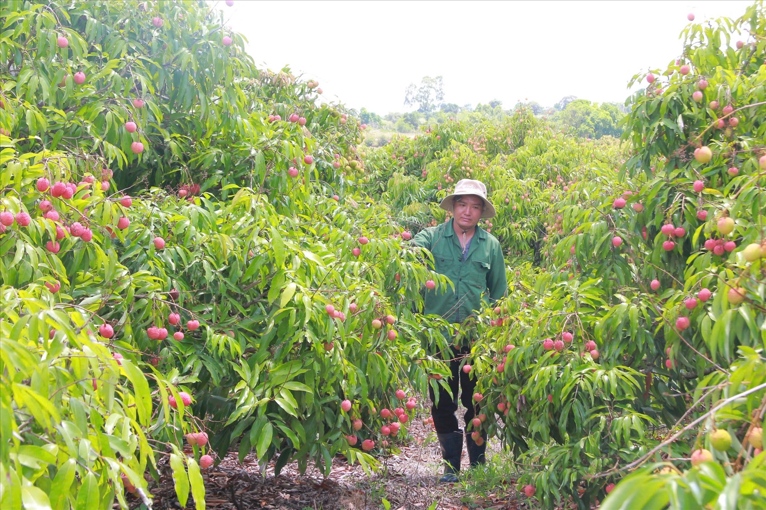 Tinh Dak Lak hien co hon 3.000ha vai