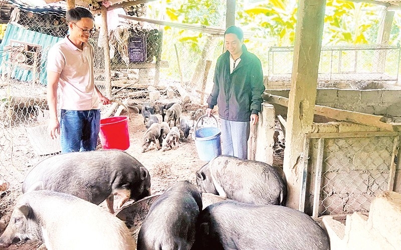 Anh Van Than khoi nghiep thanh cong tu mo hinh nuoi lon ban