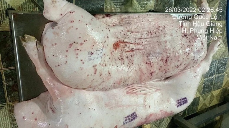 Hinh anh to cao heo benh cua CP Viet Nam van duoc dong dau kiem dich luu hanh san pham