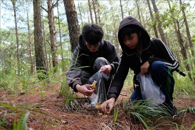 Nguoi dan Da Lat va du khach thuong co thoi quen vao rung thong hai nam ve an trong mua mua hang nam